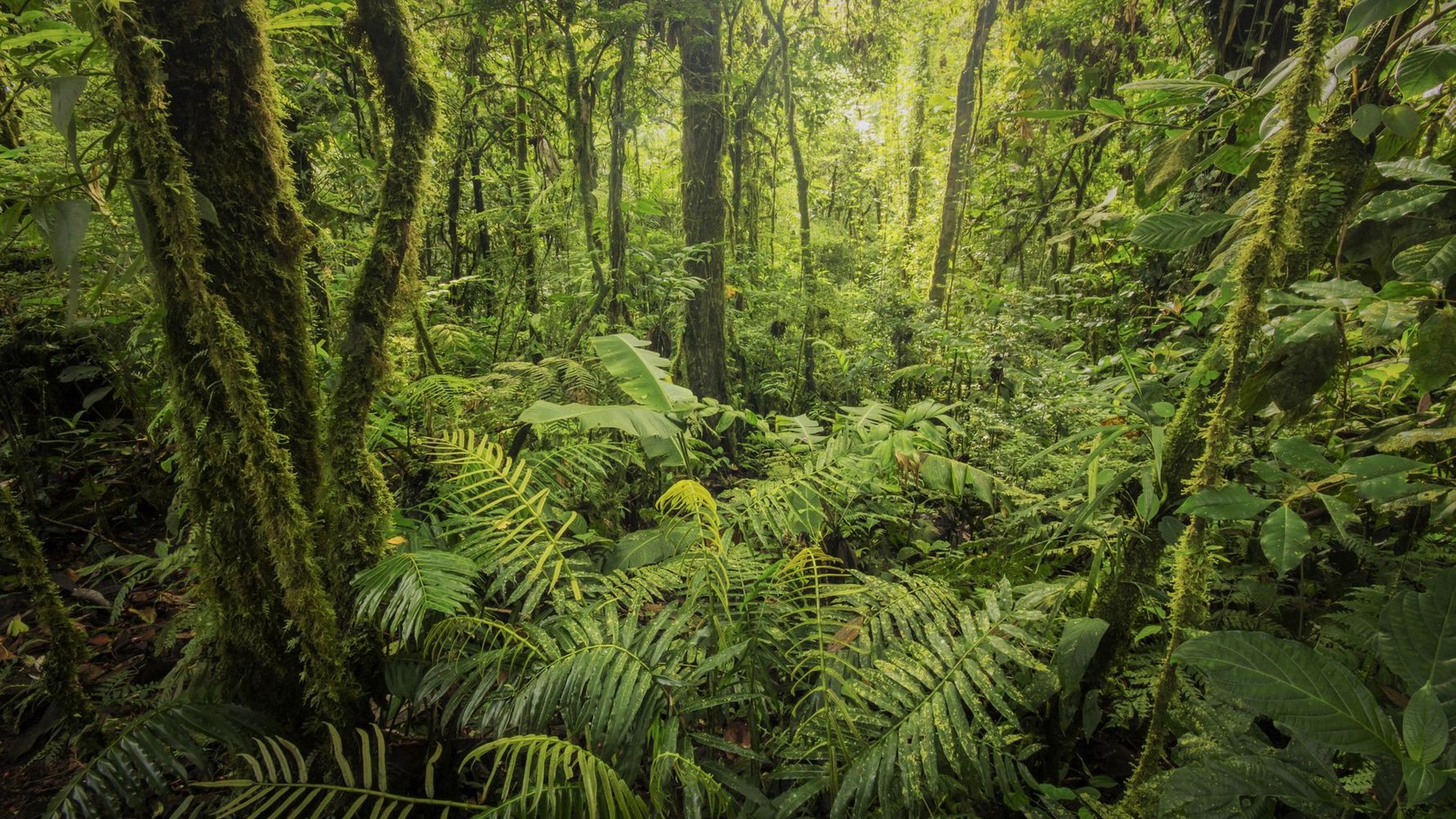Der dichte Regenwald Costa Ricas bietet Lebensraum fuer eine Vielzahl an Arten