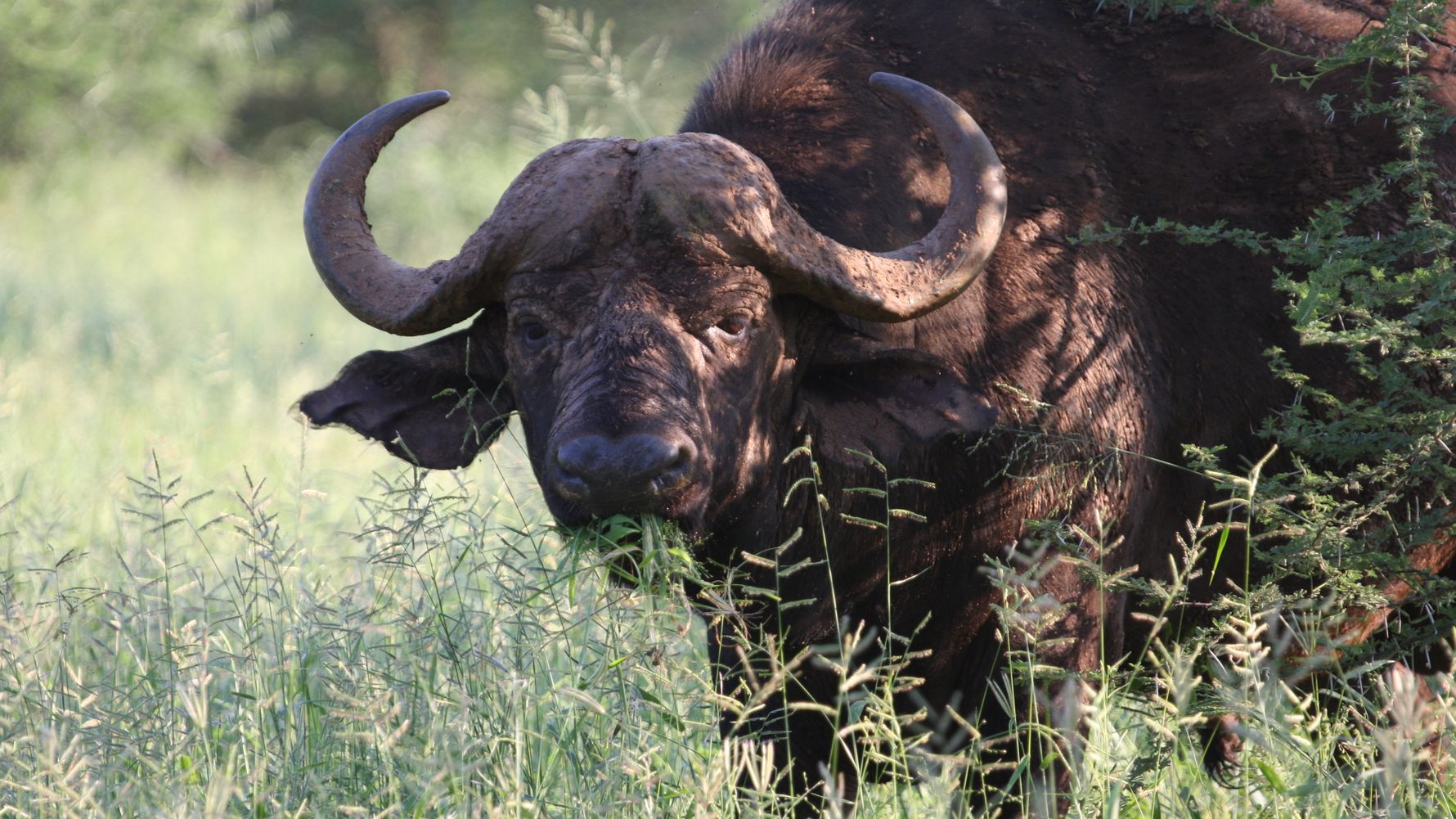 naturwissen-afrikanischer-bueffel-afrika