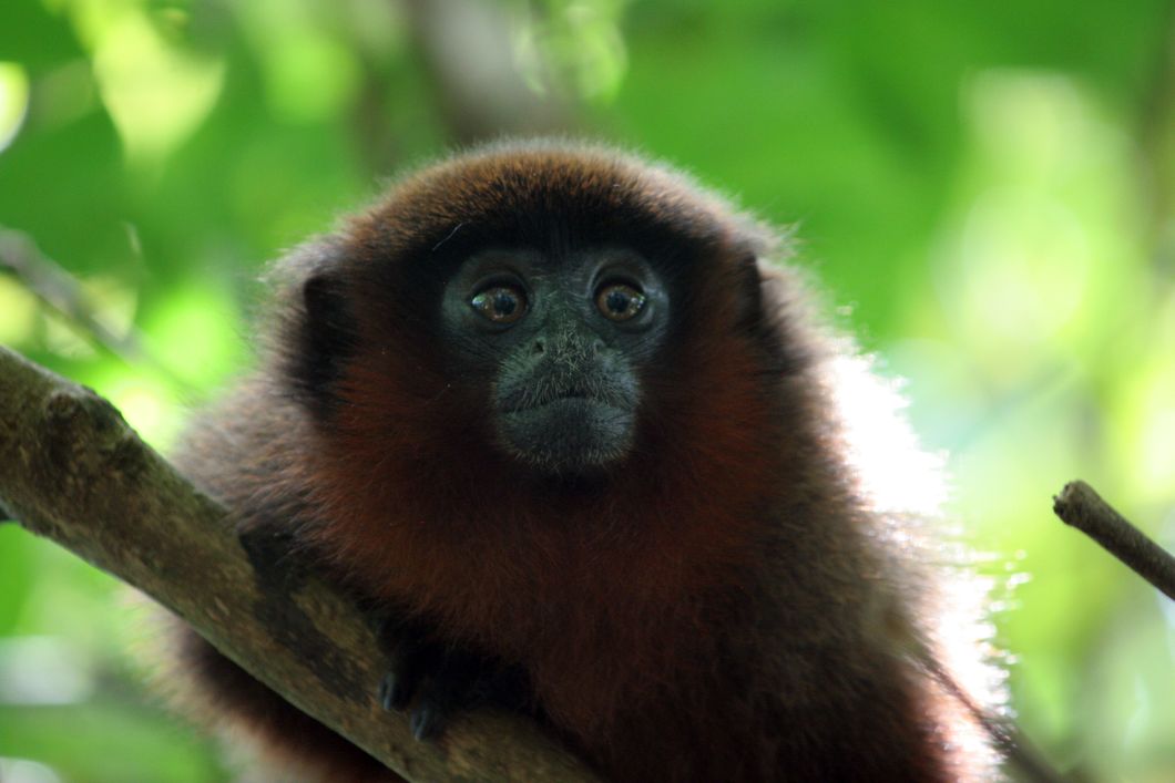 Zwischen dem Geaest des Regenwaldes schaut ein Krallenaffe durch das Gehoelz