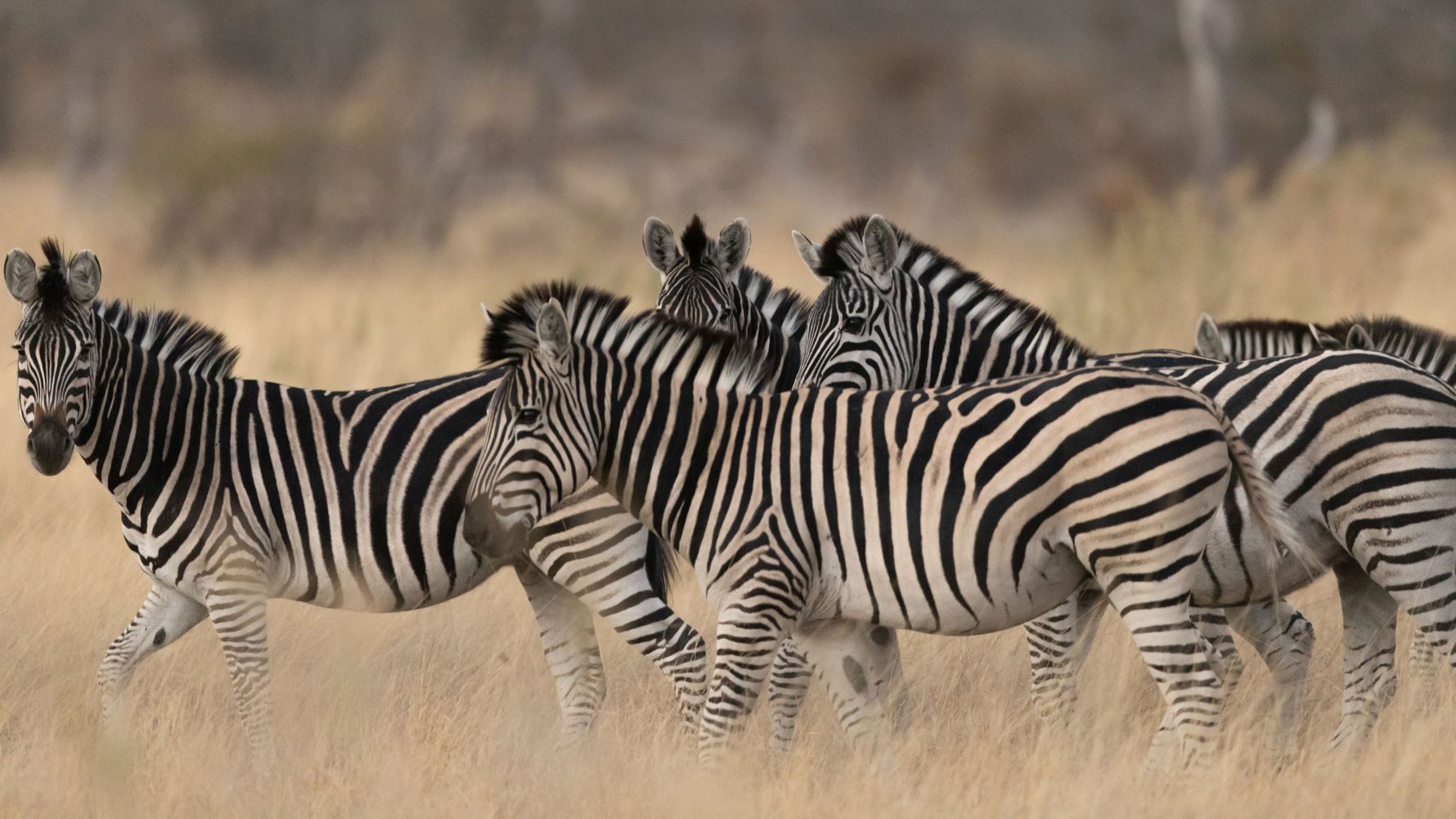 landingpage-familiensafari-suedafrika-zebras-natucate