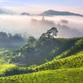 country-information-malaysia-cameron-highlands