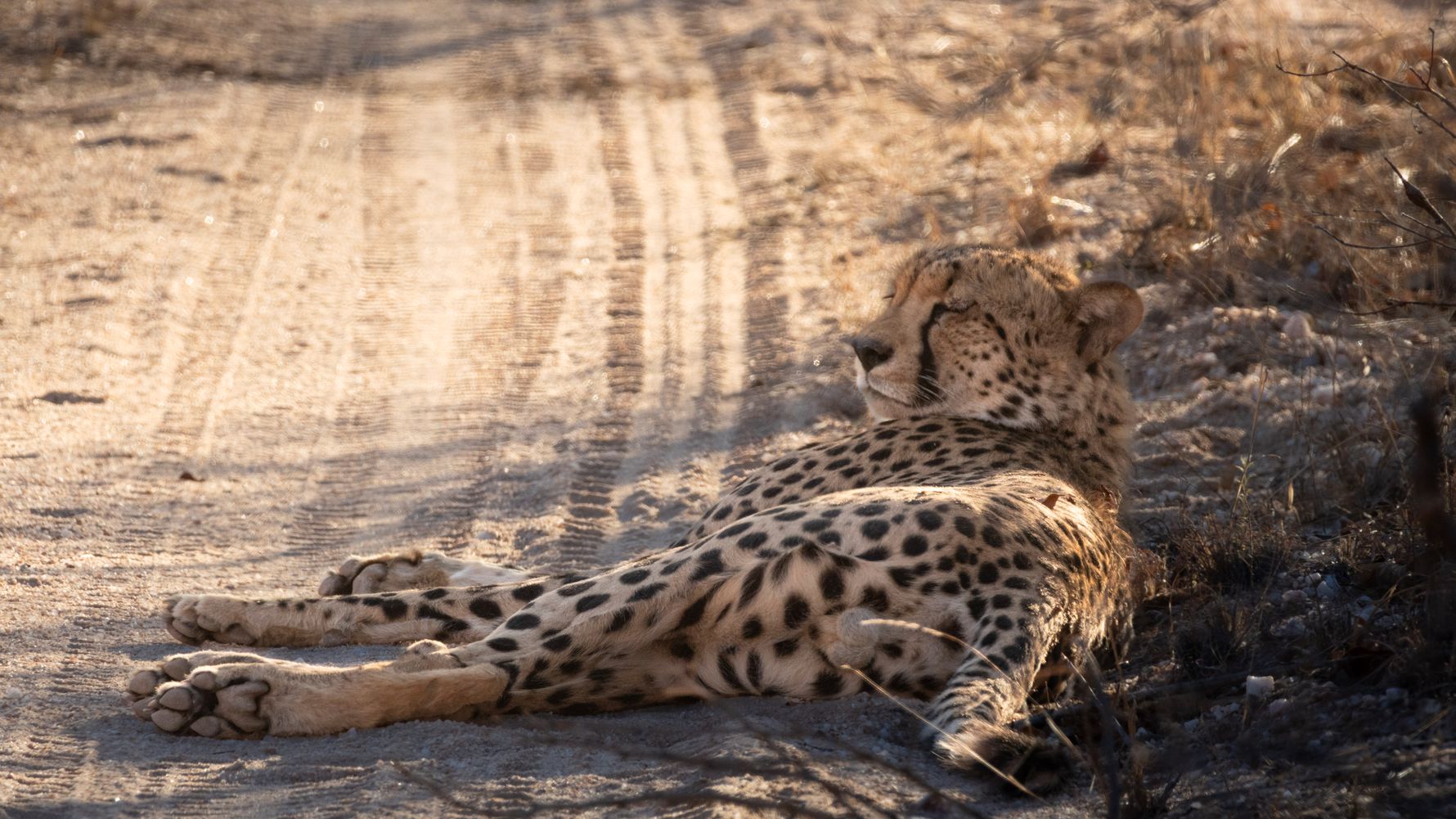 Gepard liegt im Schatten