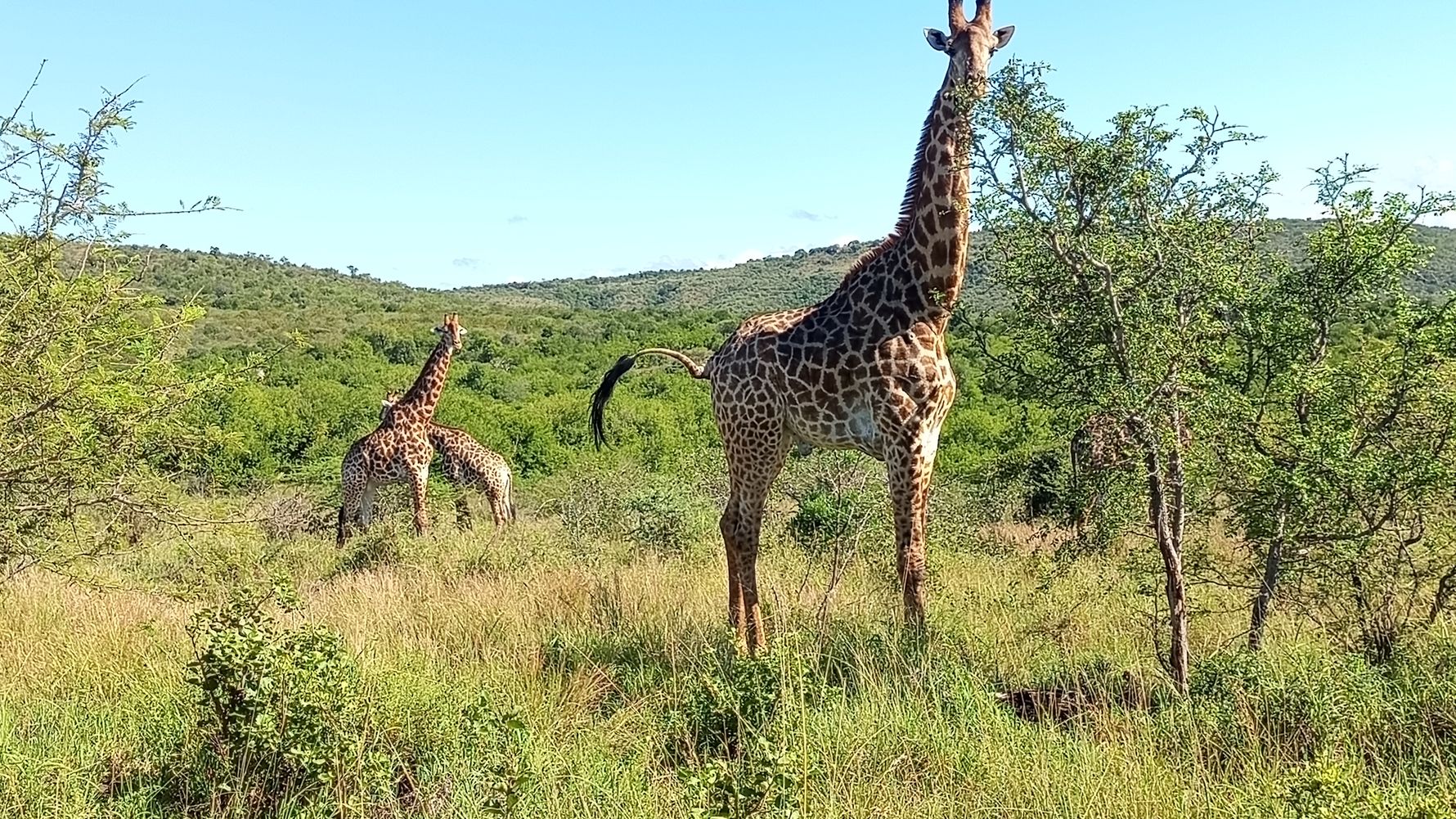 Giraffen im Busch