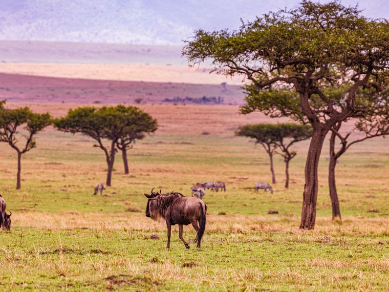 blog-travel-guide-sayari-wildebeest