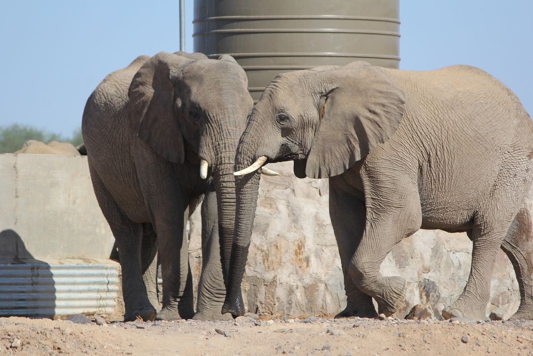 sabbatical-namibia-seychellen-wueste-wasser-elefanten-natucate
