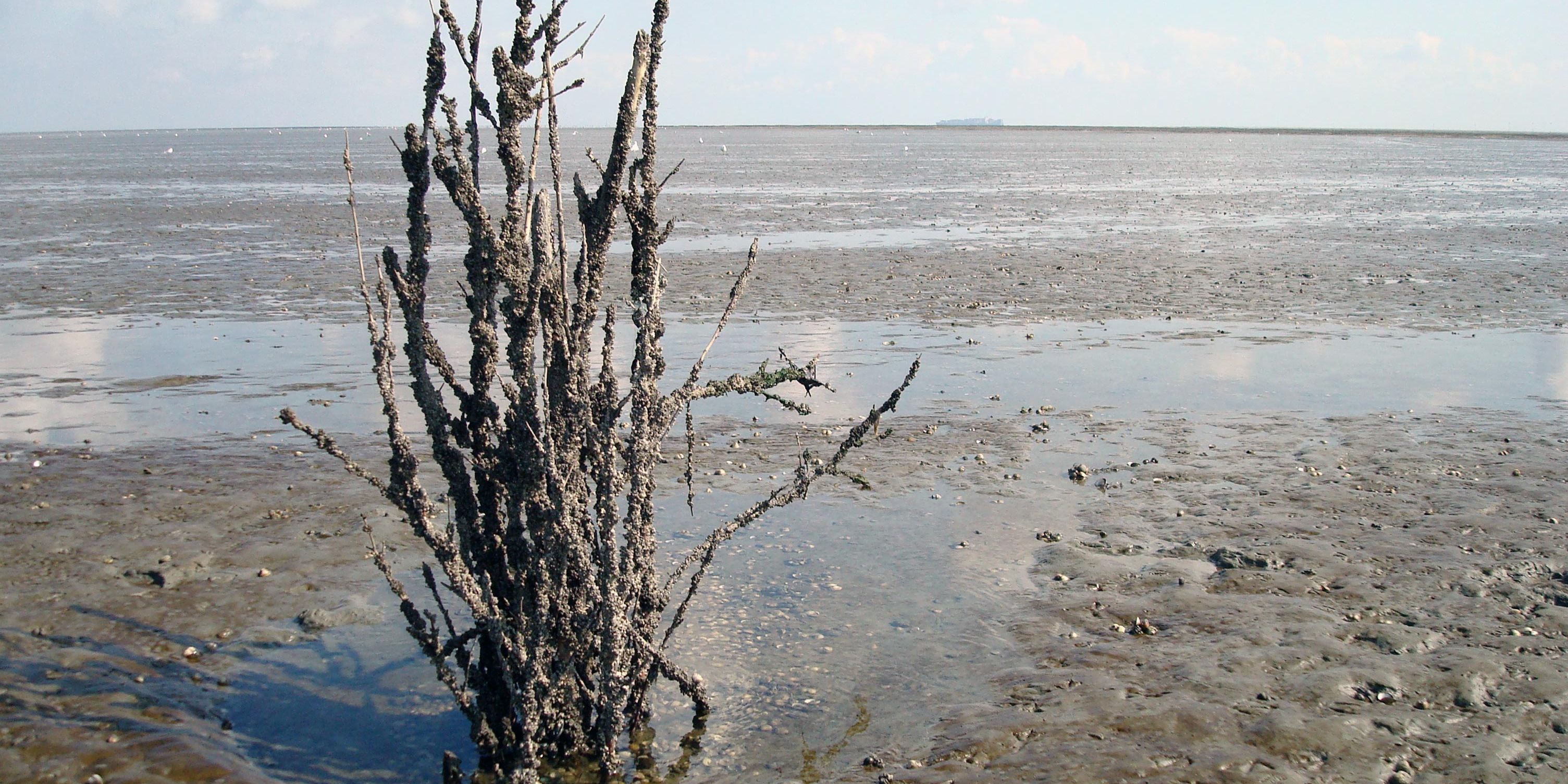 naturreise-deutschland-ostfriesland-ecotour-wattenmeer-natucate