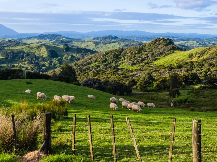 Looking over the lush green hilly landscape in New Zealand, grazing sheep in the foreground