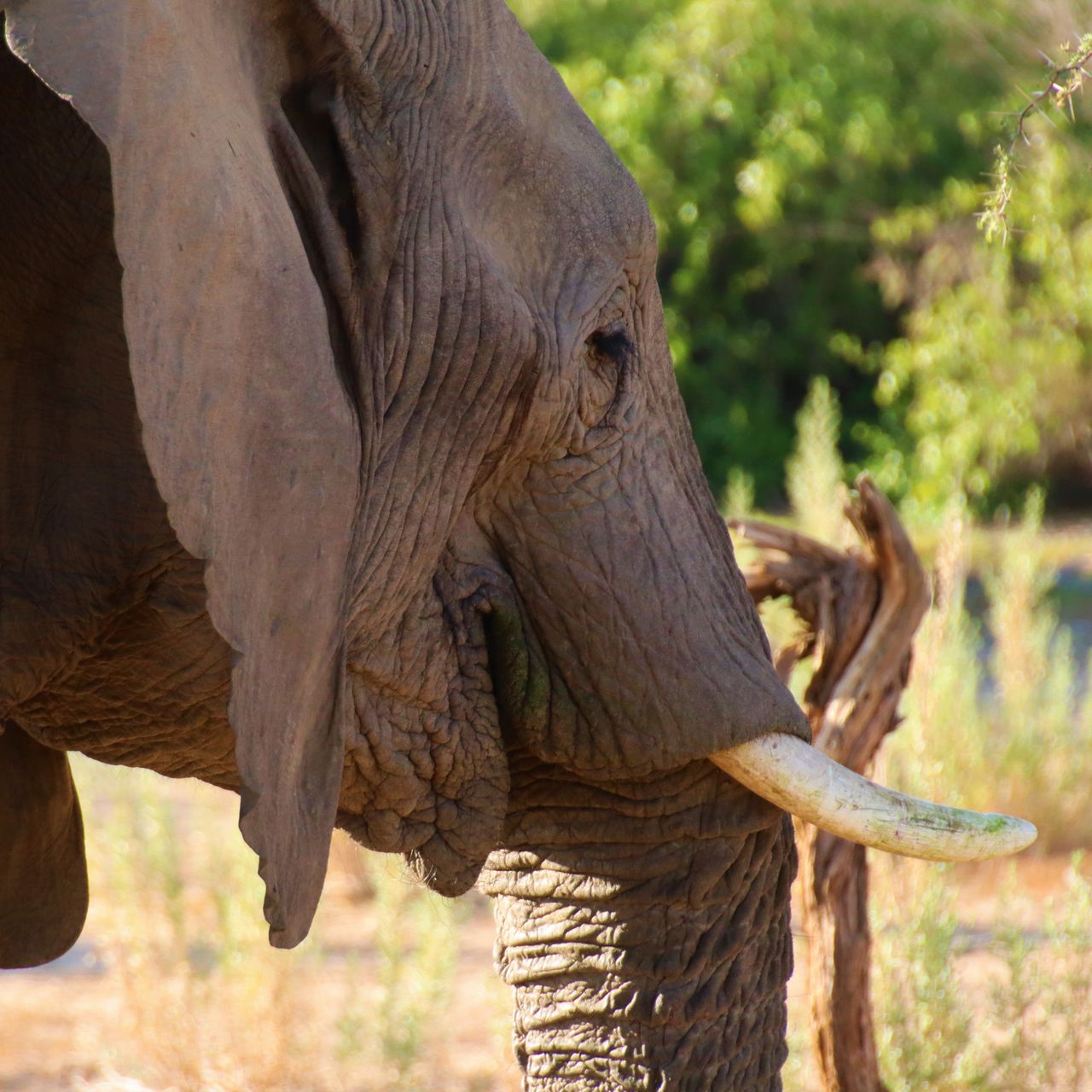 erfahrungsbericht-freiwilligenarbeit-namibia-rangerkurs-botswana-jacqueline-elefant-natucate