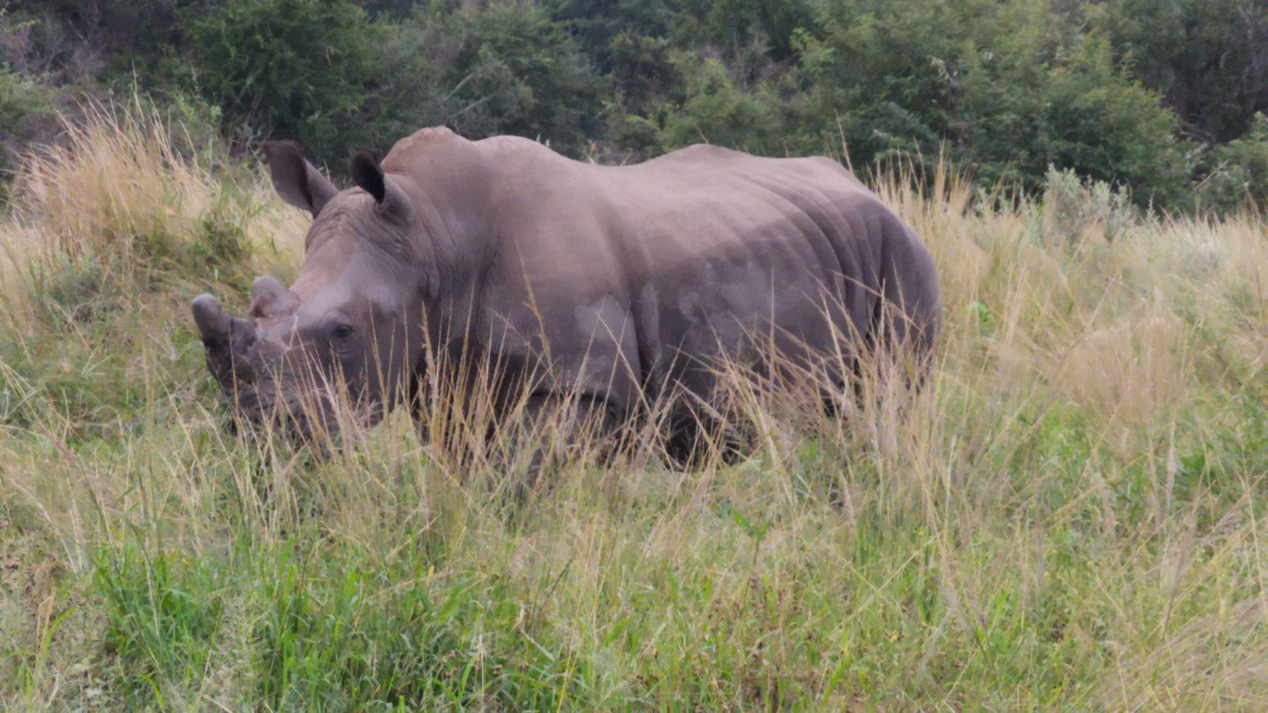 erfahrungsberichte-naturreise-suedafrika-ecoquest-caroline-nashorn-natucate