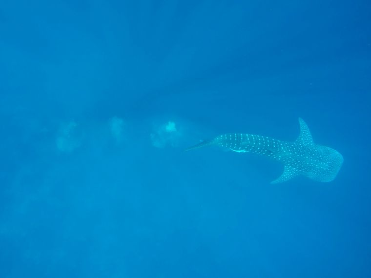 Volunteers fotografieren einen Walhai im Indischen Ozean