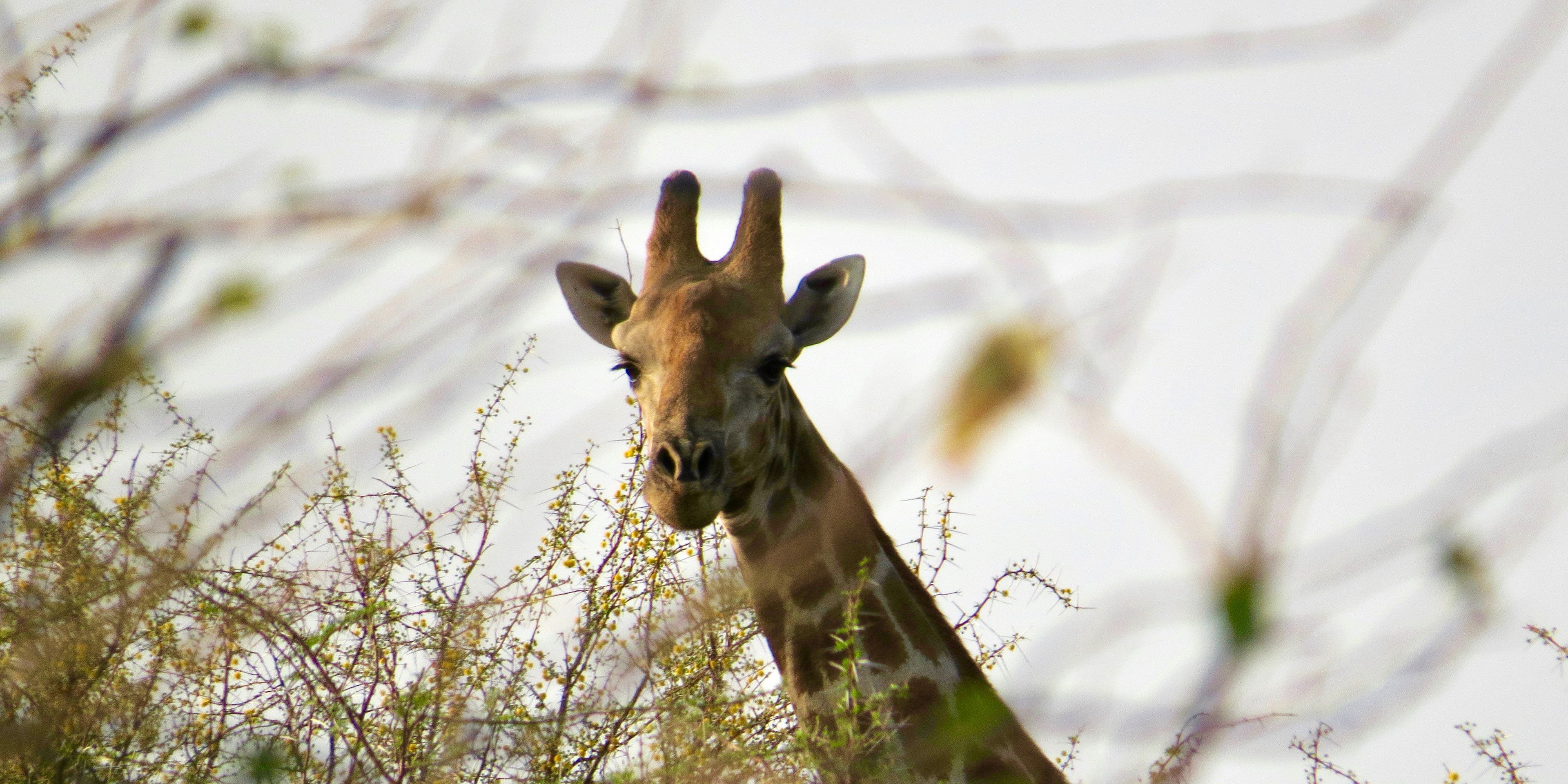 Image of a giraffe, looking over some bushes in Southern Africa