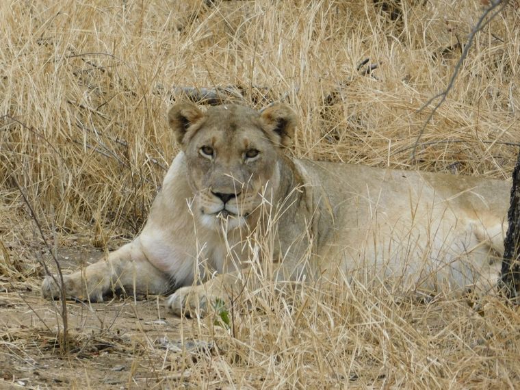 erfahrungsberichte-naturreisen-suedafrika-ecoquest-jennifer-loewe