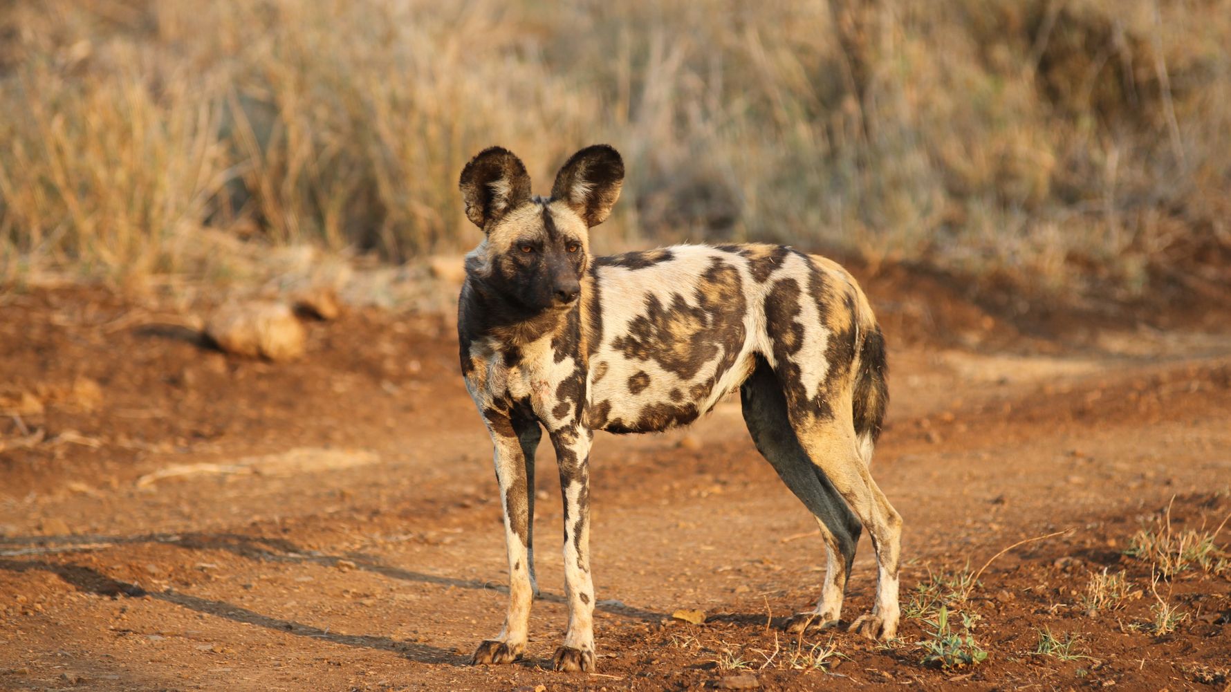 Artenschutz: Afrikanischer Wildhund