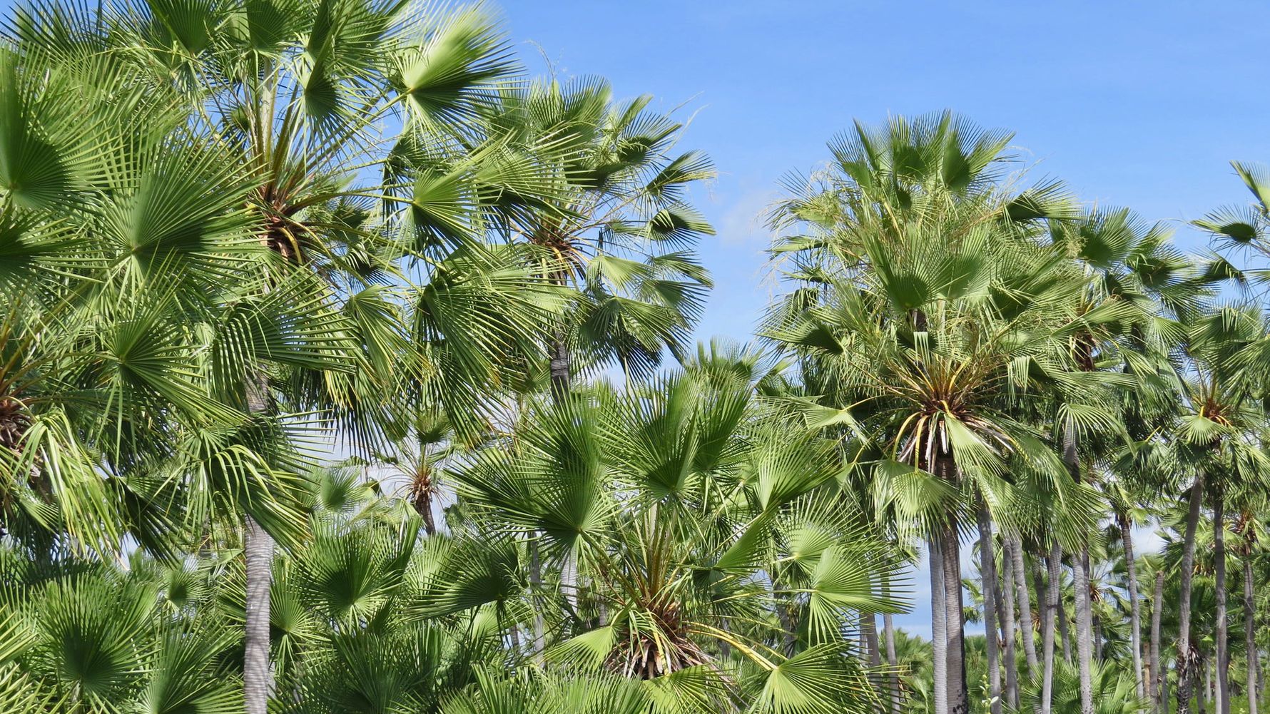 Some palm trees resting in the blue sky in Brazil (Latin America)
