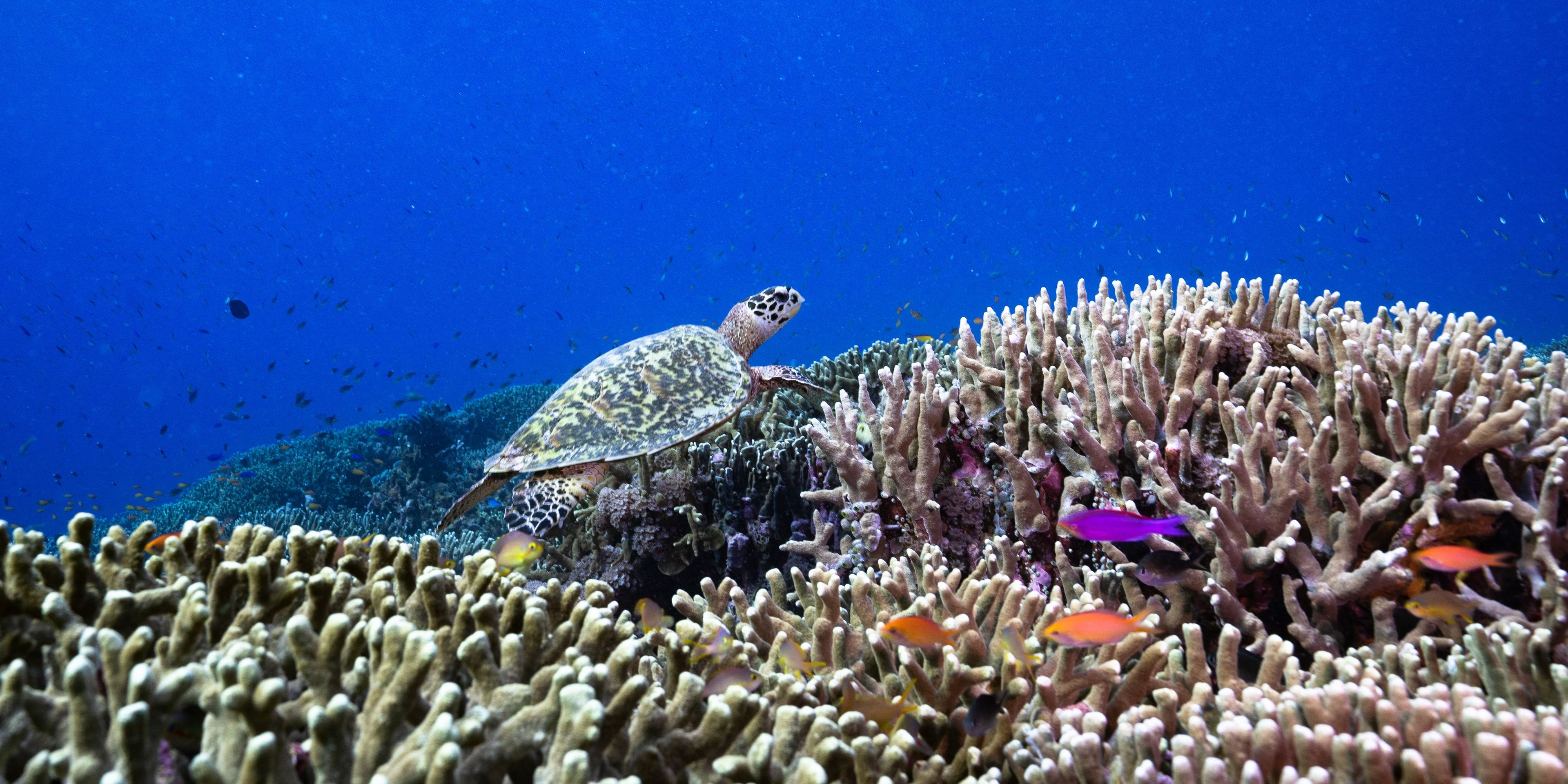 Coral reef with swimming turtle