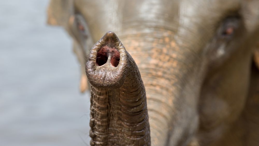 natucate-lp-sabbatical-elefant-russel-closeup