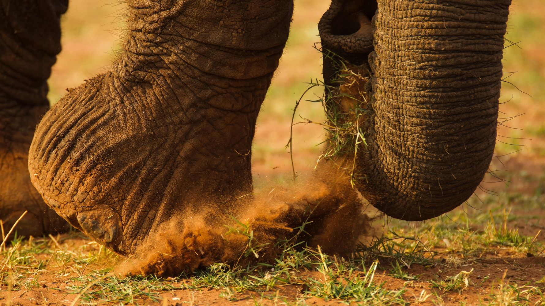 erfahrungsberichte-rangerkurse-suedafrika-professional-field-guide-marc-aurel-elefant-natucate