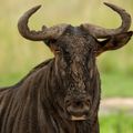 reiseorte-suedafrika-timbavati-game-reserve-blue-wildebeest-aus-angrenzendem-kruger-national-natucate