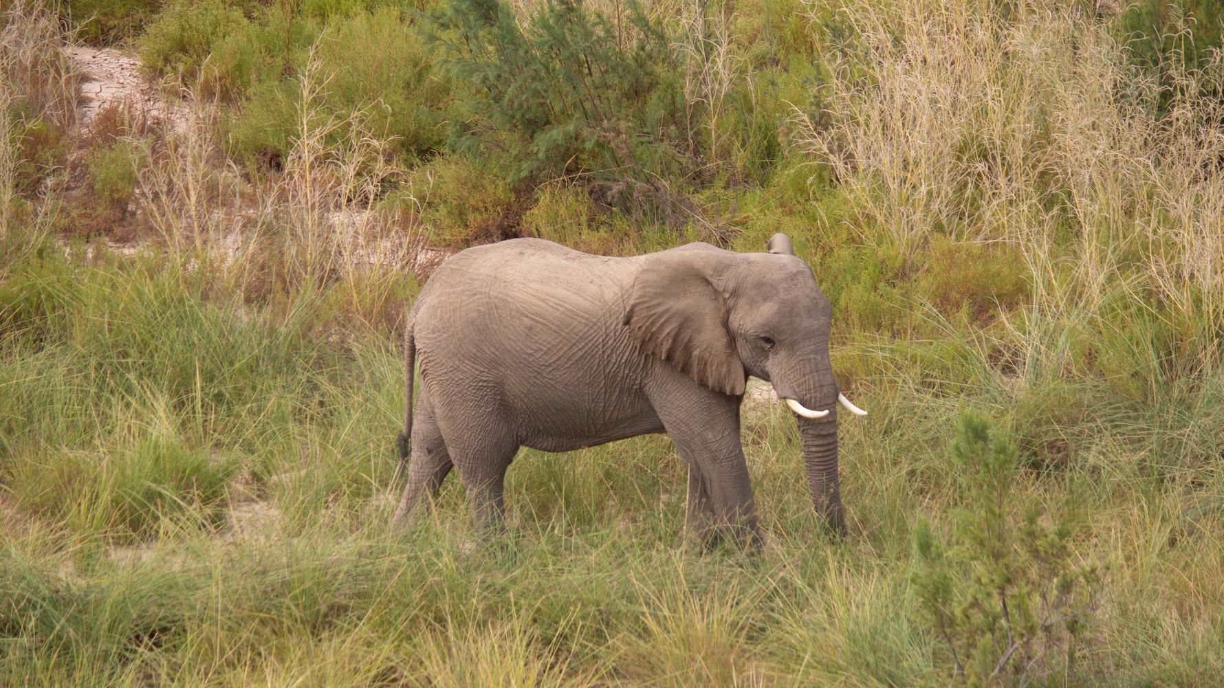 Elefant im hohen Gras