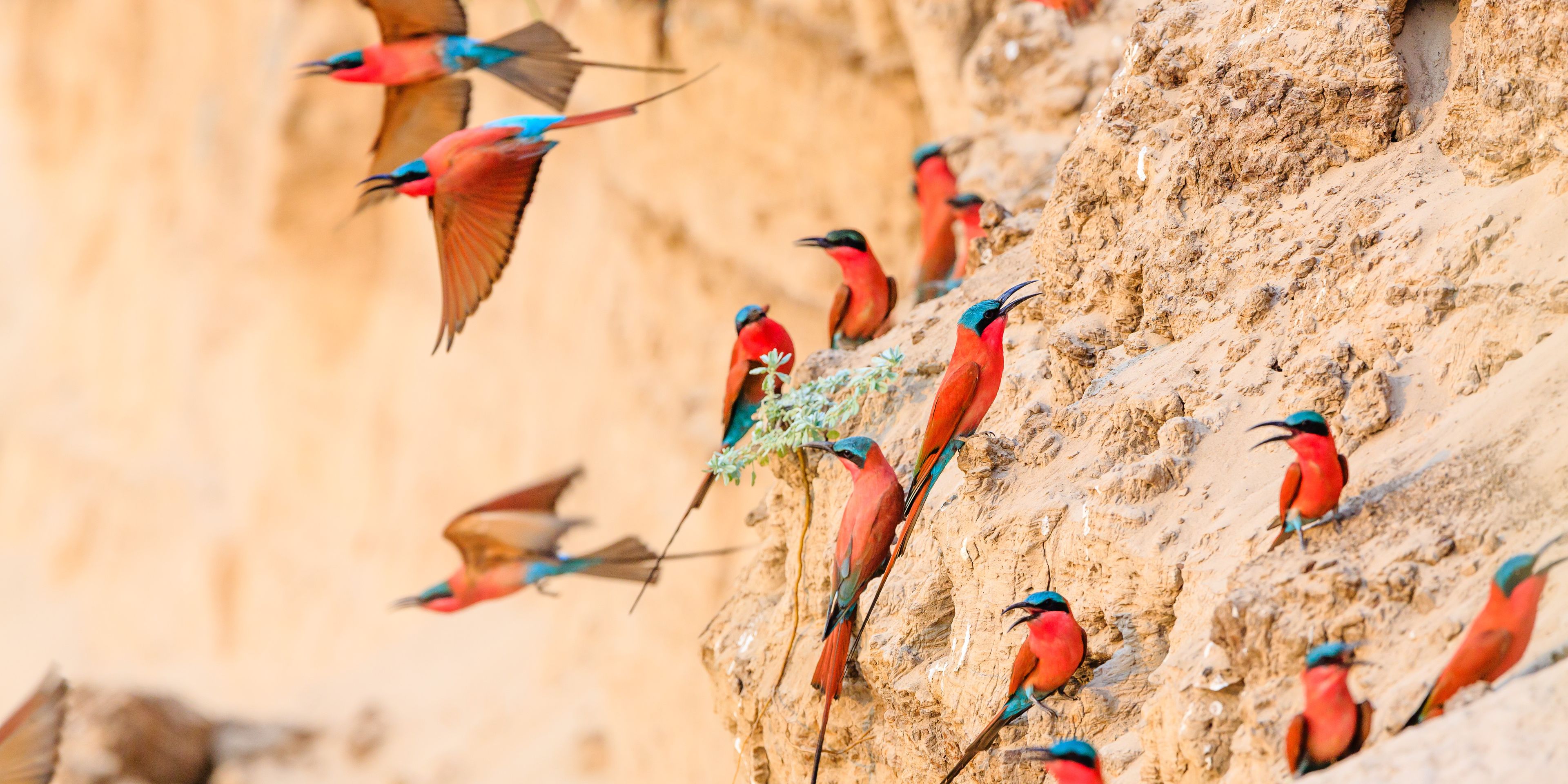 natucate-safari-simbabwe-off-the-beaten-path-luangwe-birds