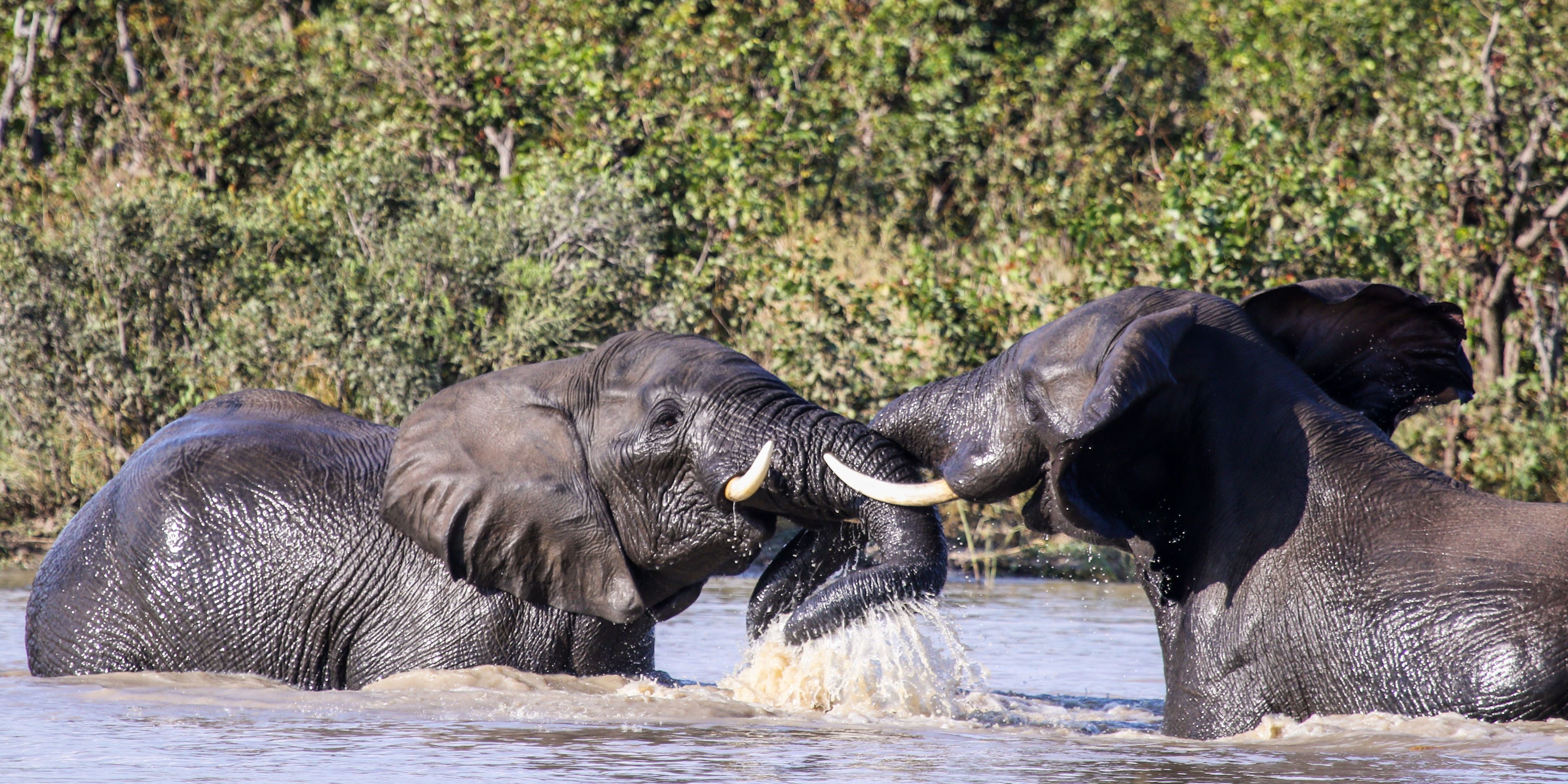 natucate-pwe-zimbabwe-hwange-elephants-water