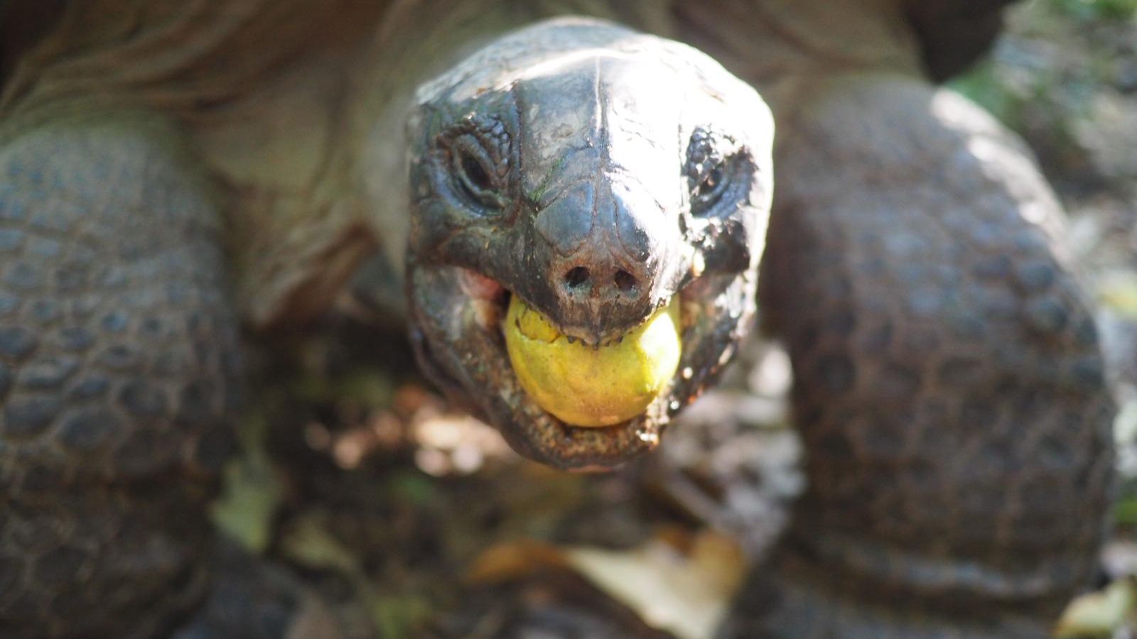 erfahrungsberichte-freiwilligenarbeit-seychellen-north-island-artenschutz-nancy-2-schildkroete-frucht-natucate