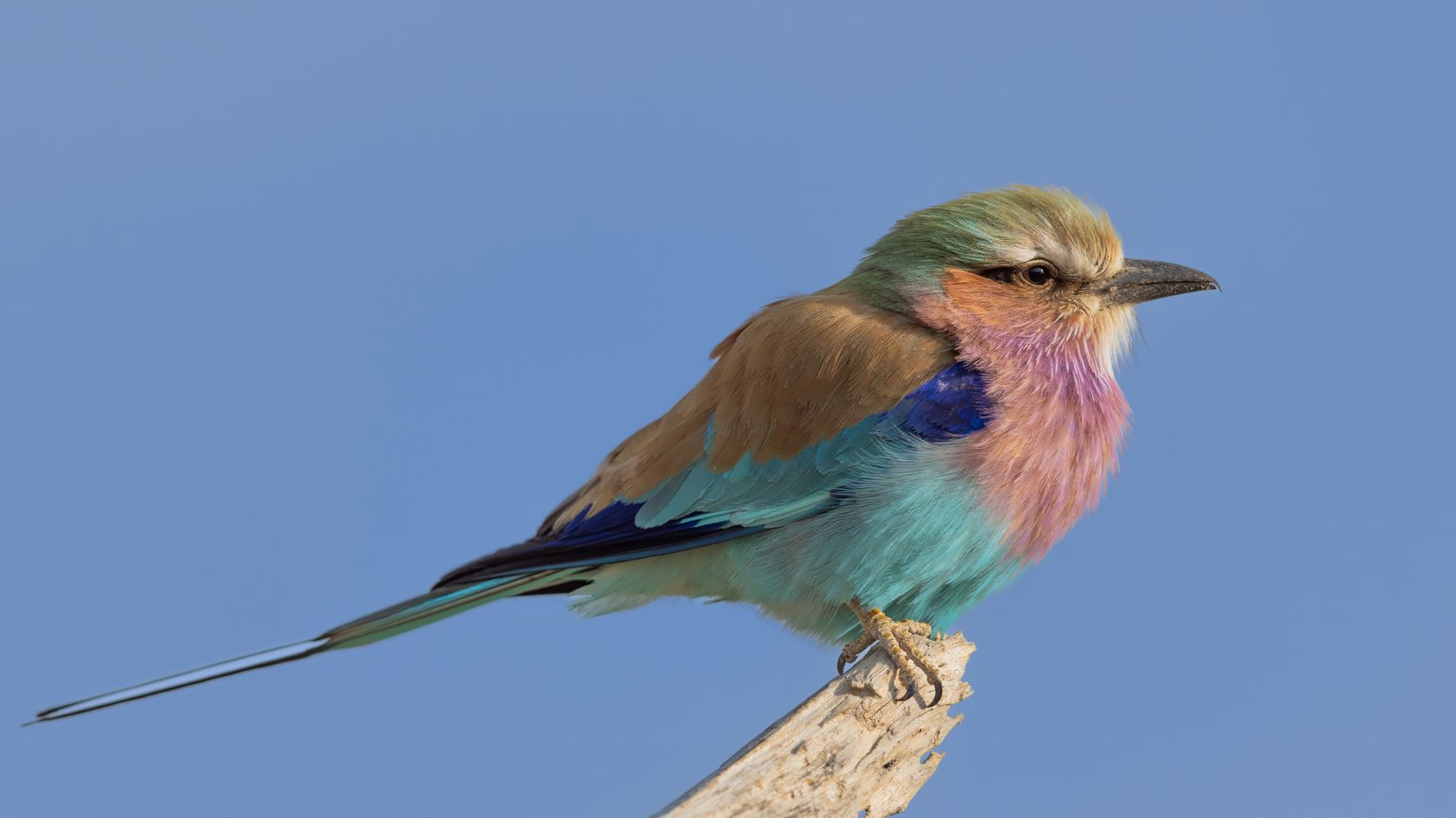 Lilac breasted roller