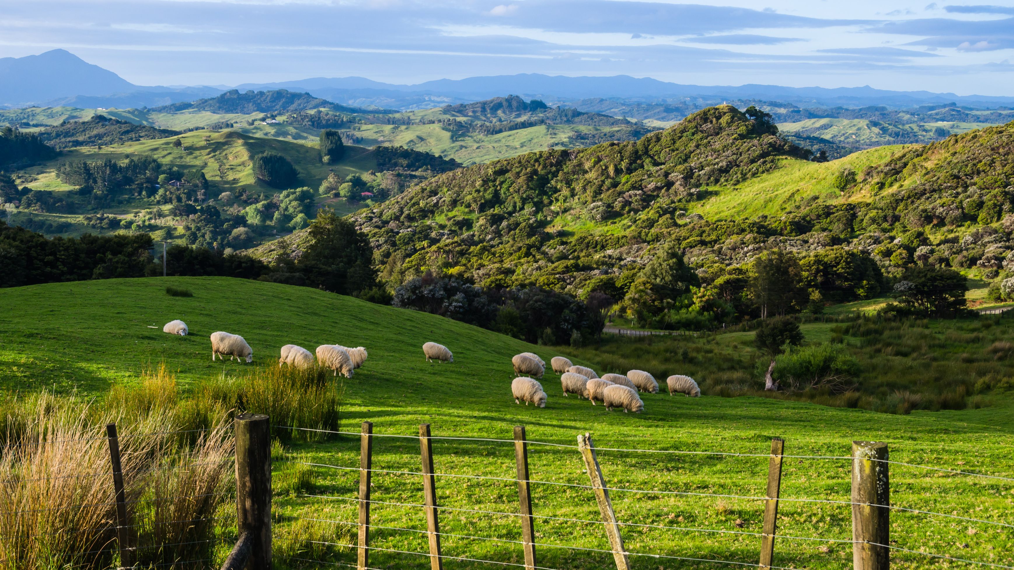 Looking over the lush green hilly landscape in New Zealand, grazing sheep in the foreground