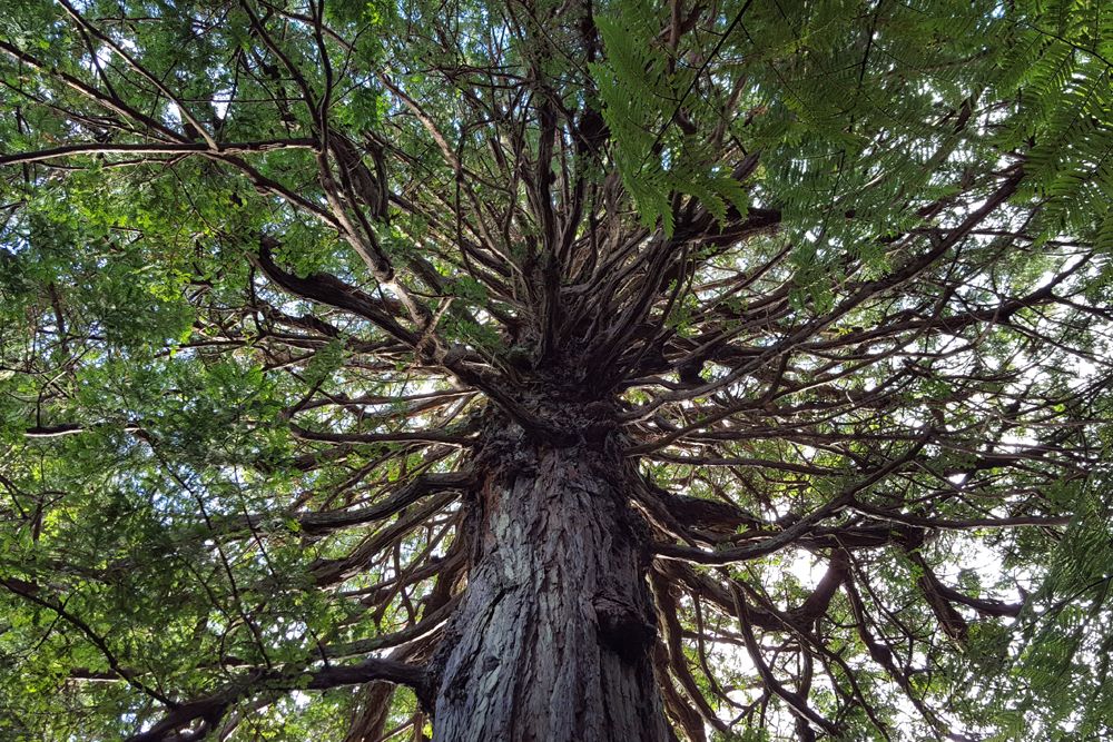 Freiwilligenarbeit in Neuseeland: Ein wunderschoener Baum mit extrem vielen Aesten