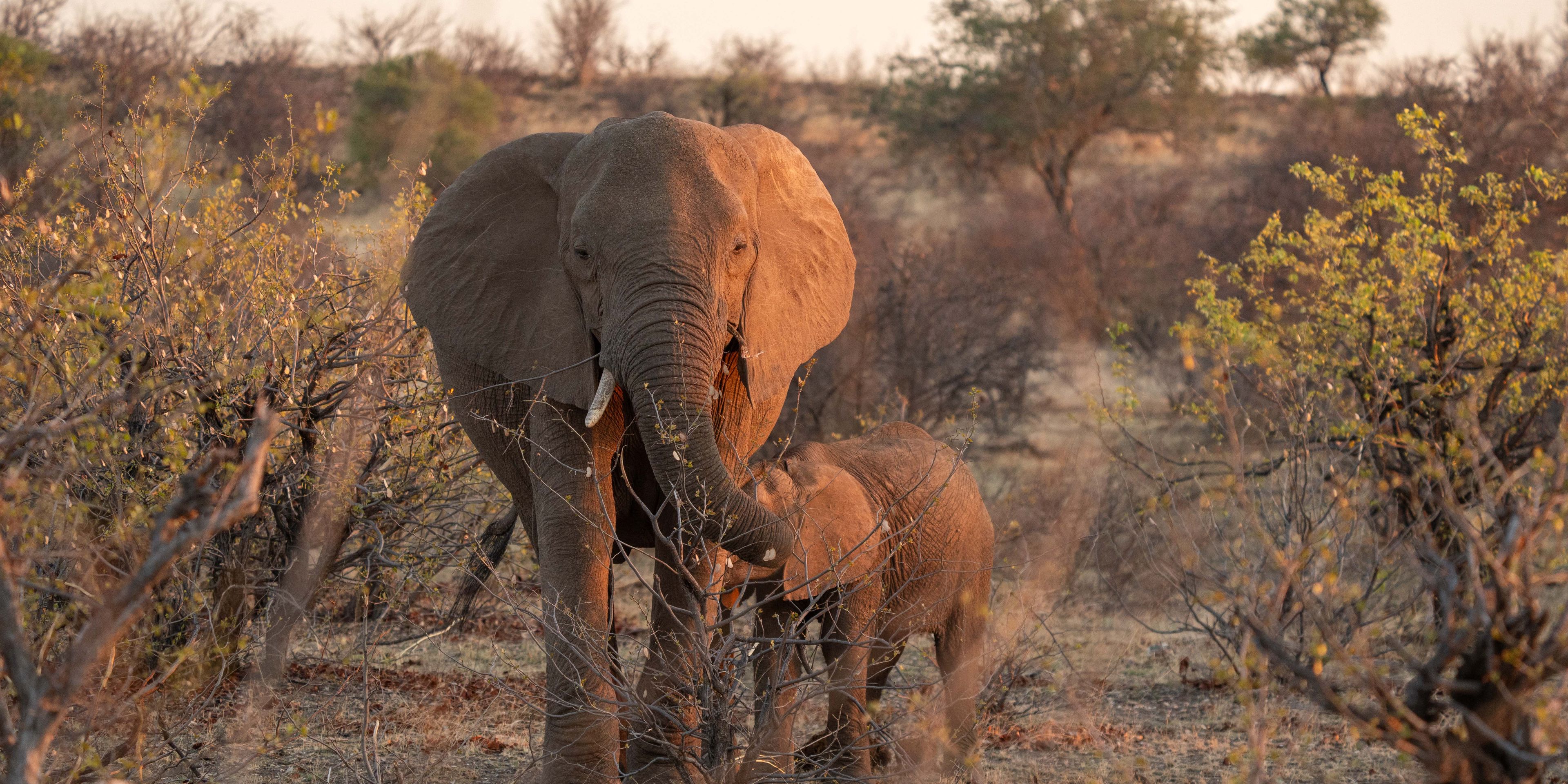 natucate-guide-course-south-africa-et-svenja-elephant-with-calph