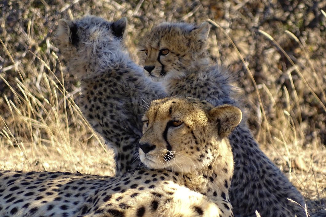 Eine Geparden Mutter liegt mit ihren zwei kleinen Jungen in der Steppe