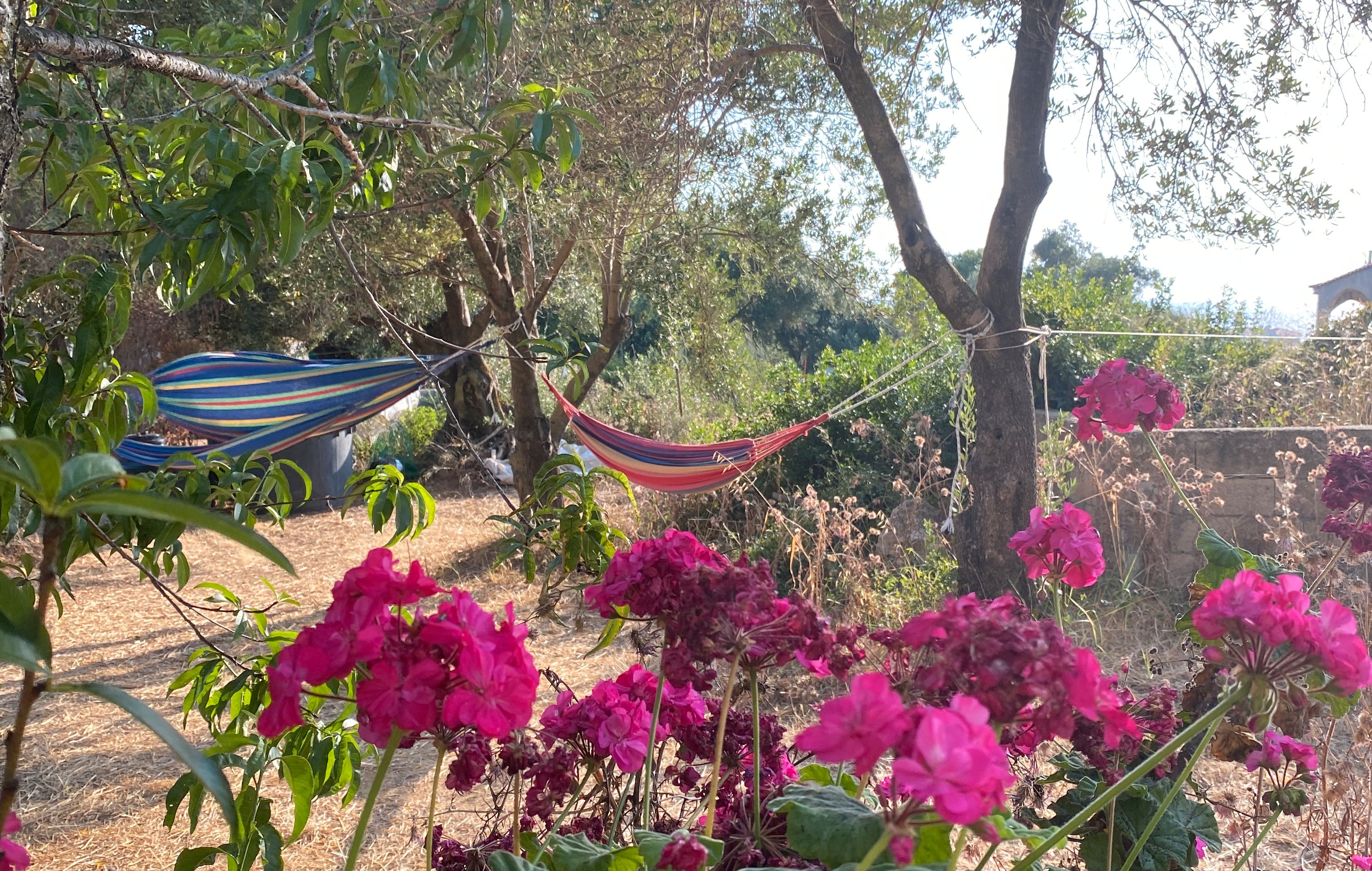 freiwilligendienst-griechenland-kefalonia-garten-blumen-hangematte