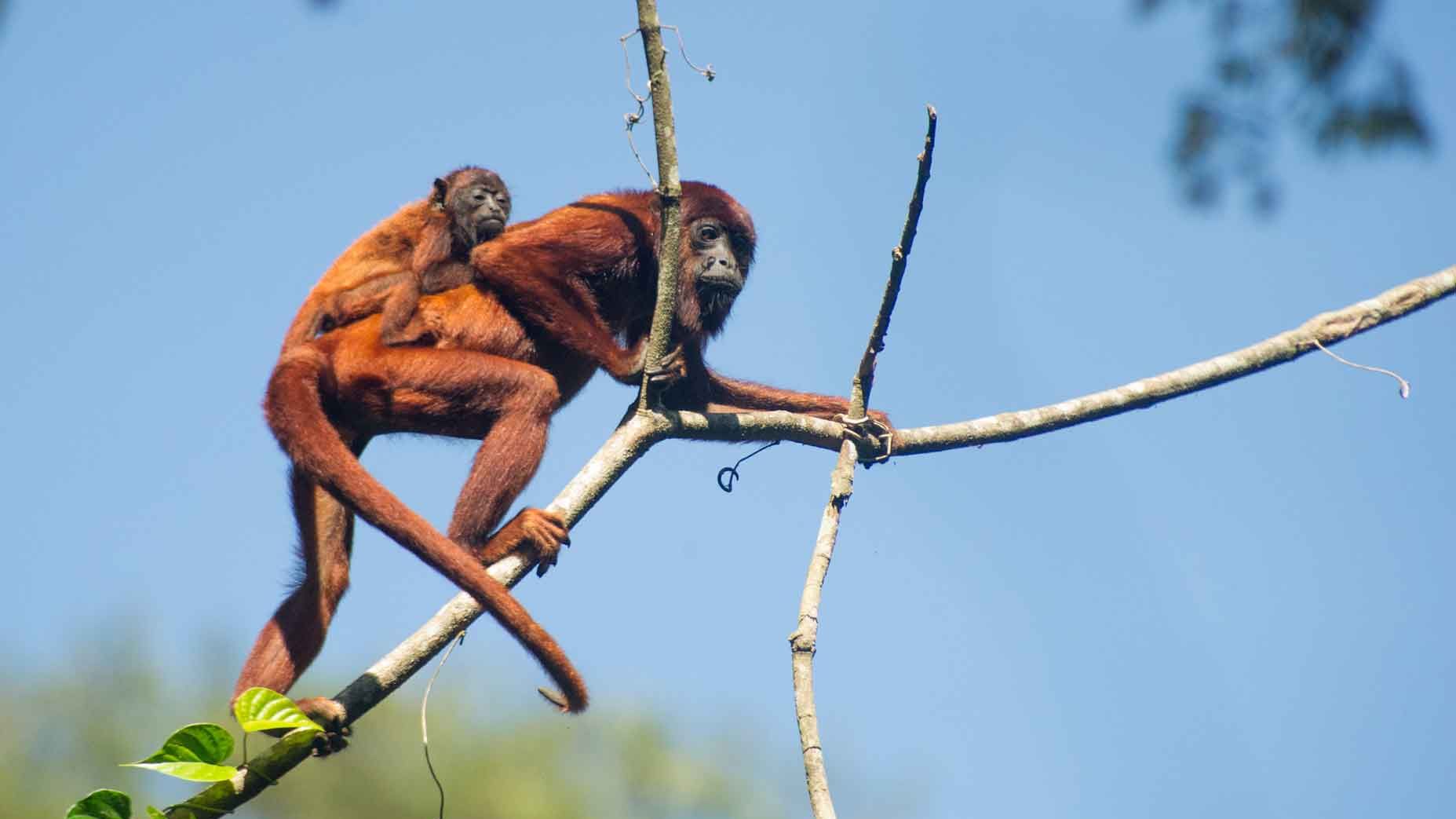 Aufnahme eines Bruellaffens auf einem Ast mit Baby auf dem Ruecken waehrend einer Rangertour