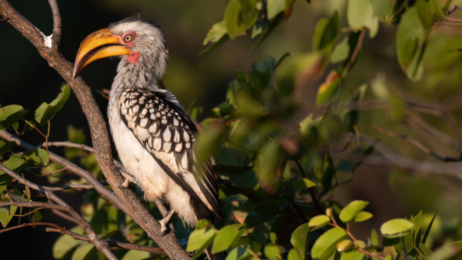 Hornbill