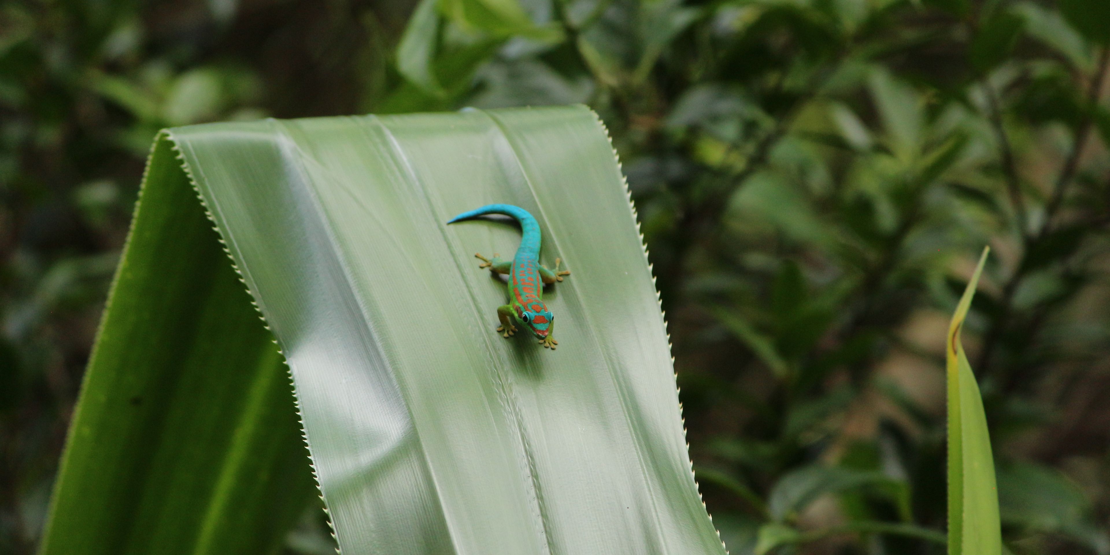A lizard sitting on a leaf in Mauritius' tropical forests