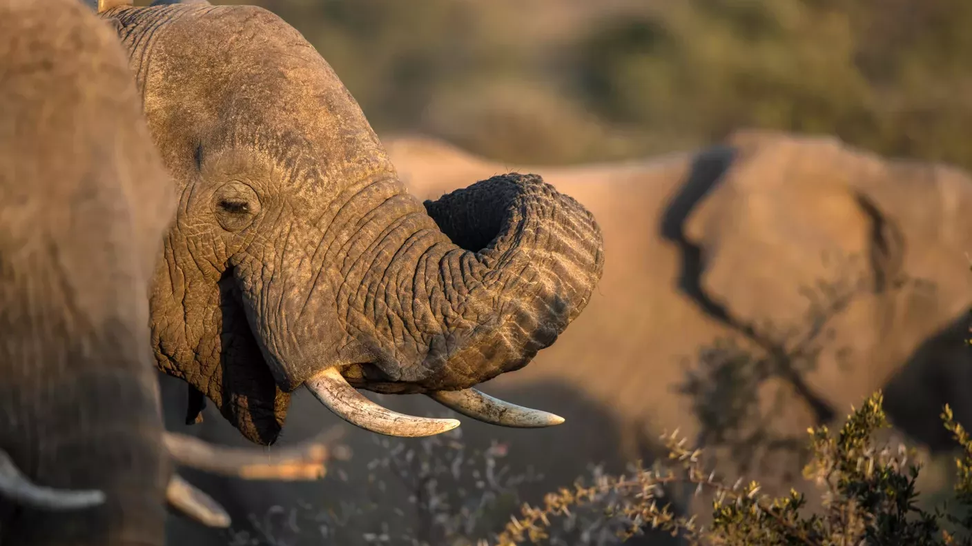 natucate-lp-sabbatical-elefanten-zwei-nahe