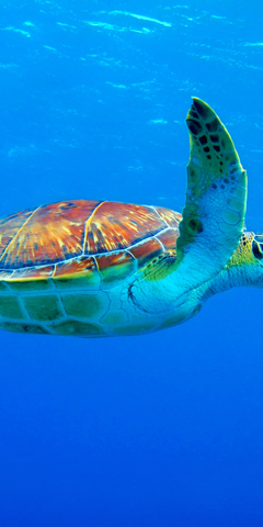 natucate-freiwilligenarbeit-costa-rica-schildkroetenschutz-header