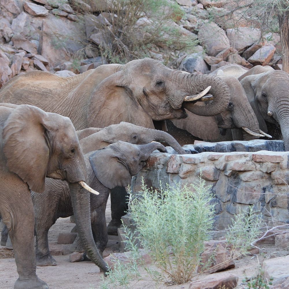 Artenschutz in Afrika: Elefanten trinken an einem errichteten Wasserauffangbecken