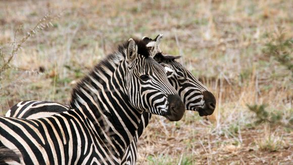 freiwilligenarbeit-suedafrika-tierschutz-projektbesuch-natucate