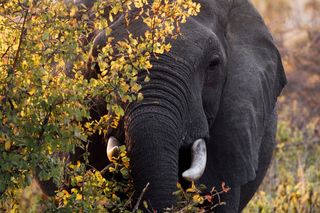 pwe-tanzania-jabali-elephant-peaking