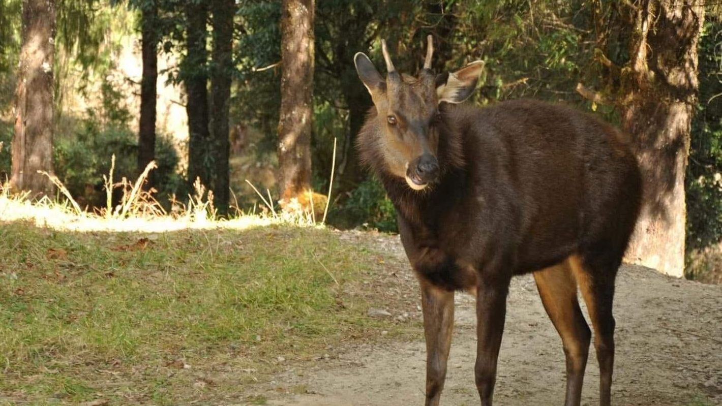 Guide-Ausbildung in Bhutan: Die Tierwelt des Landes ist in seinen Waeldern zuhause.