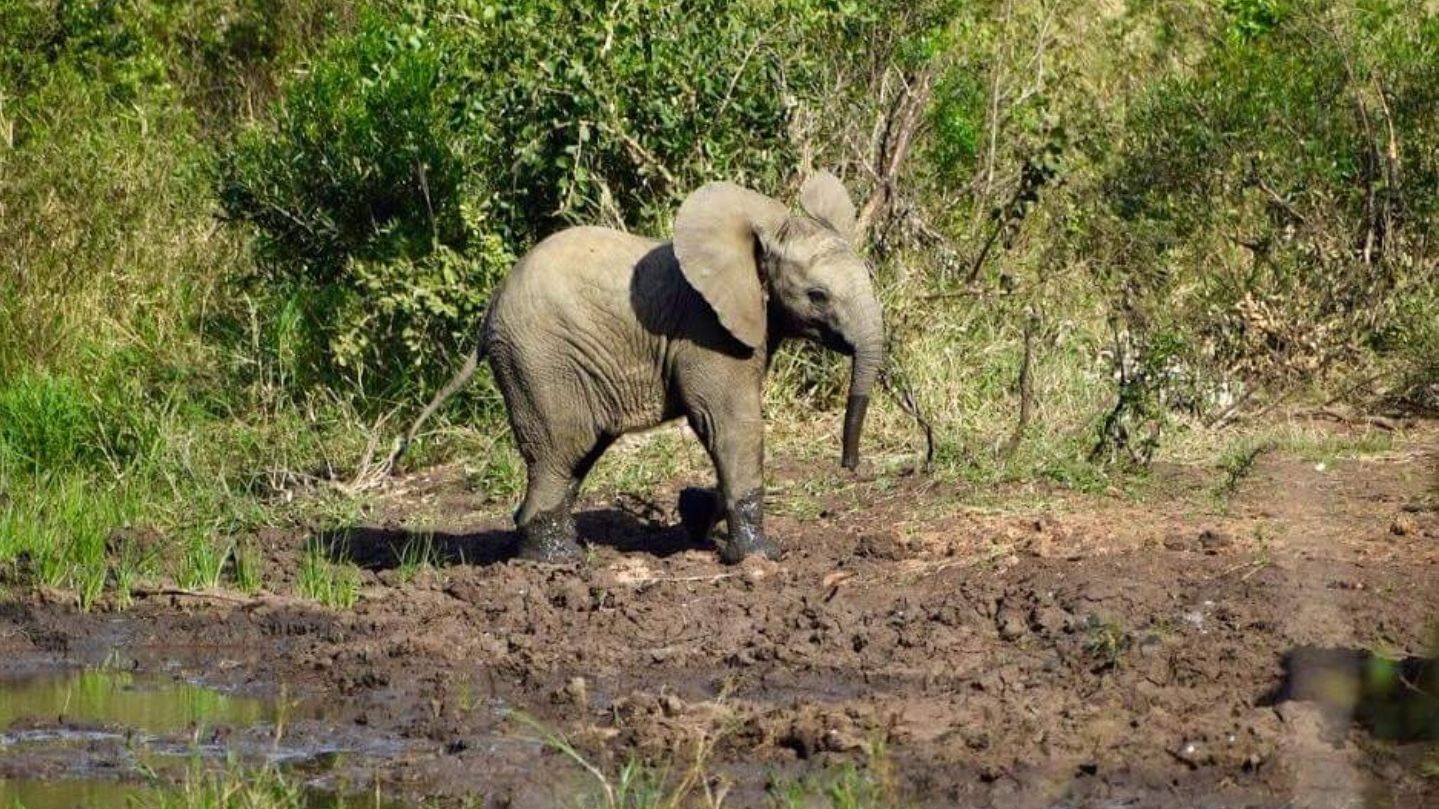 erfahrungsberichte-frewilligenarbeit-suedafrika-zululand-artenschutz-mario-junger-elefant-natucate