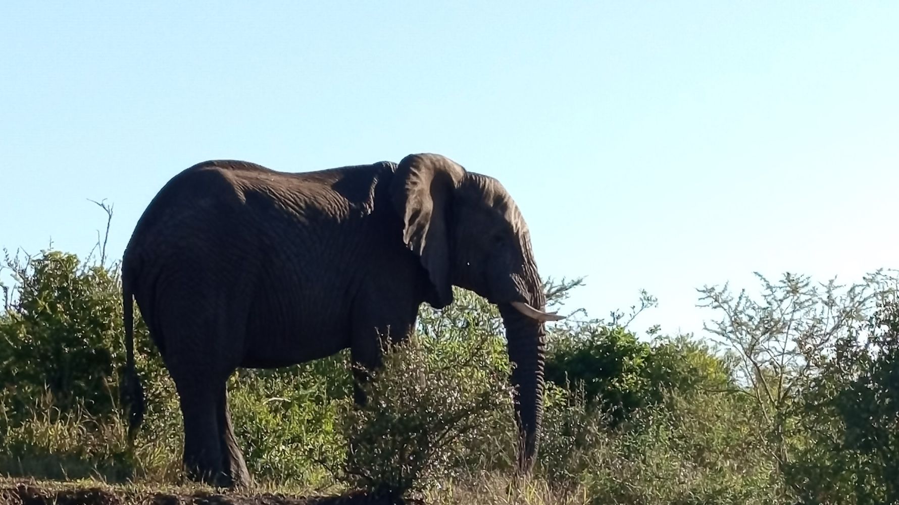 Elephant in the bush