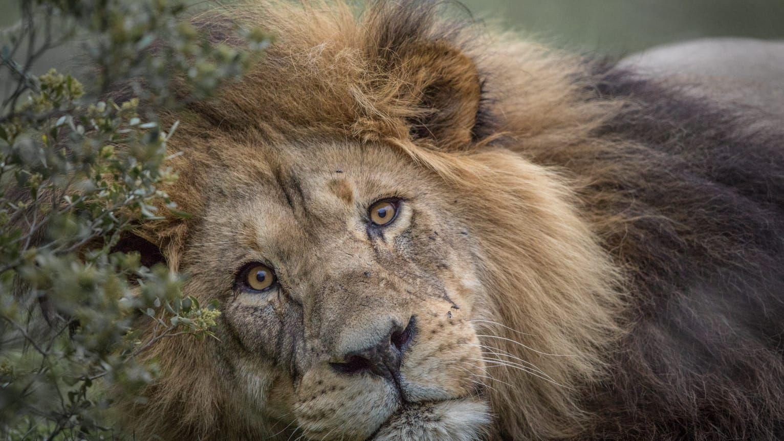 blog-ratgeber-pfg-details-loewe-natucate