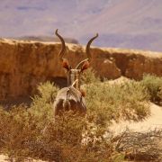 erfahrungsberichte-freiwilligenarbeit-elefantenschutz-namibia-hendrik-kudu