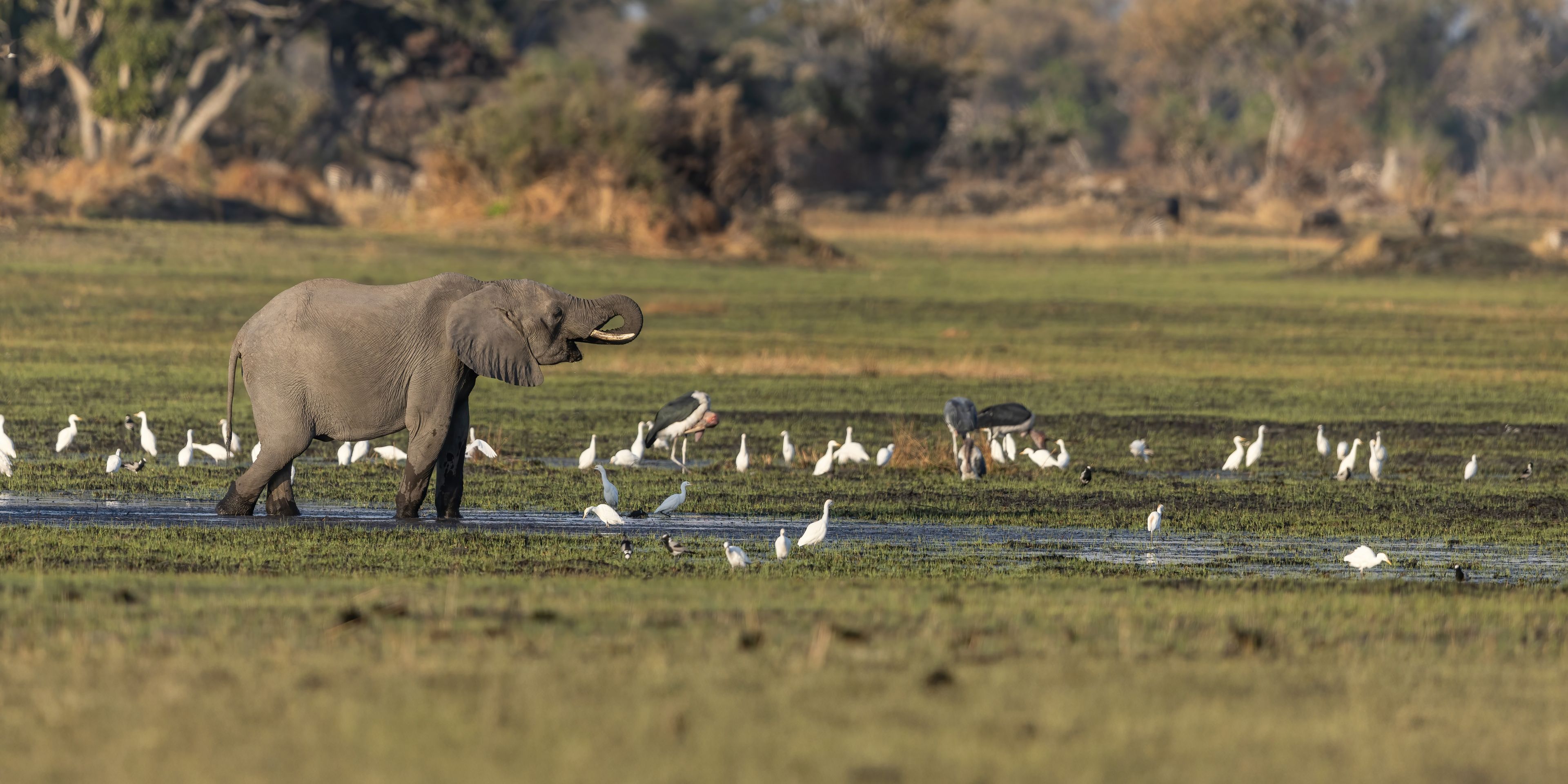 Elephant in the Okavango Delta surrounded by greenery