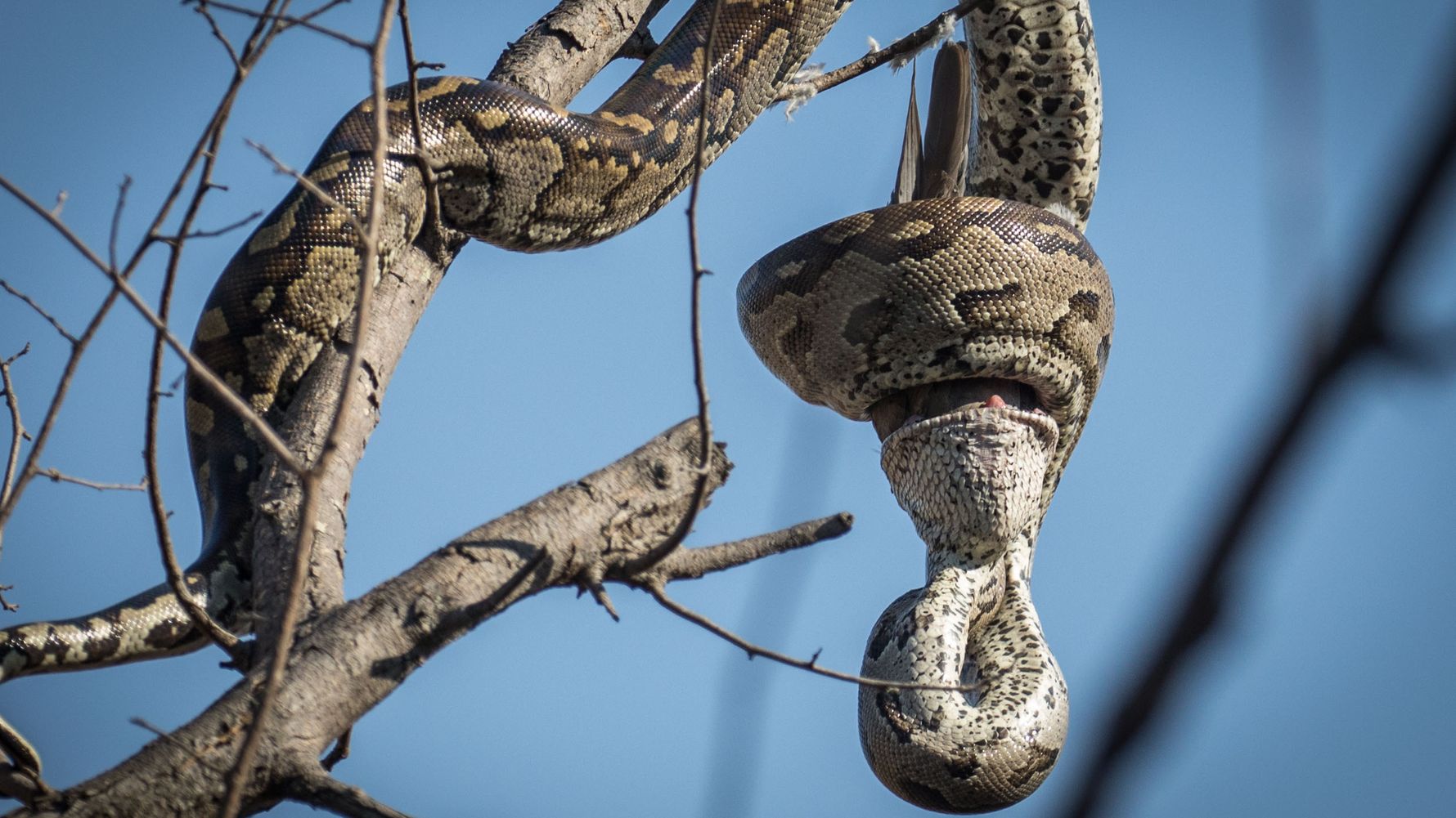 suedafrika-erfahrungsbericht-rangerausbildung-kundenfotos-schlange-natucate