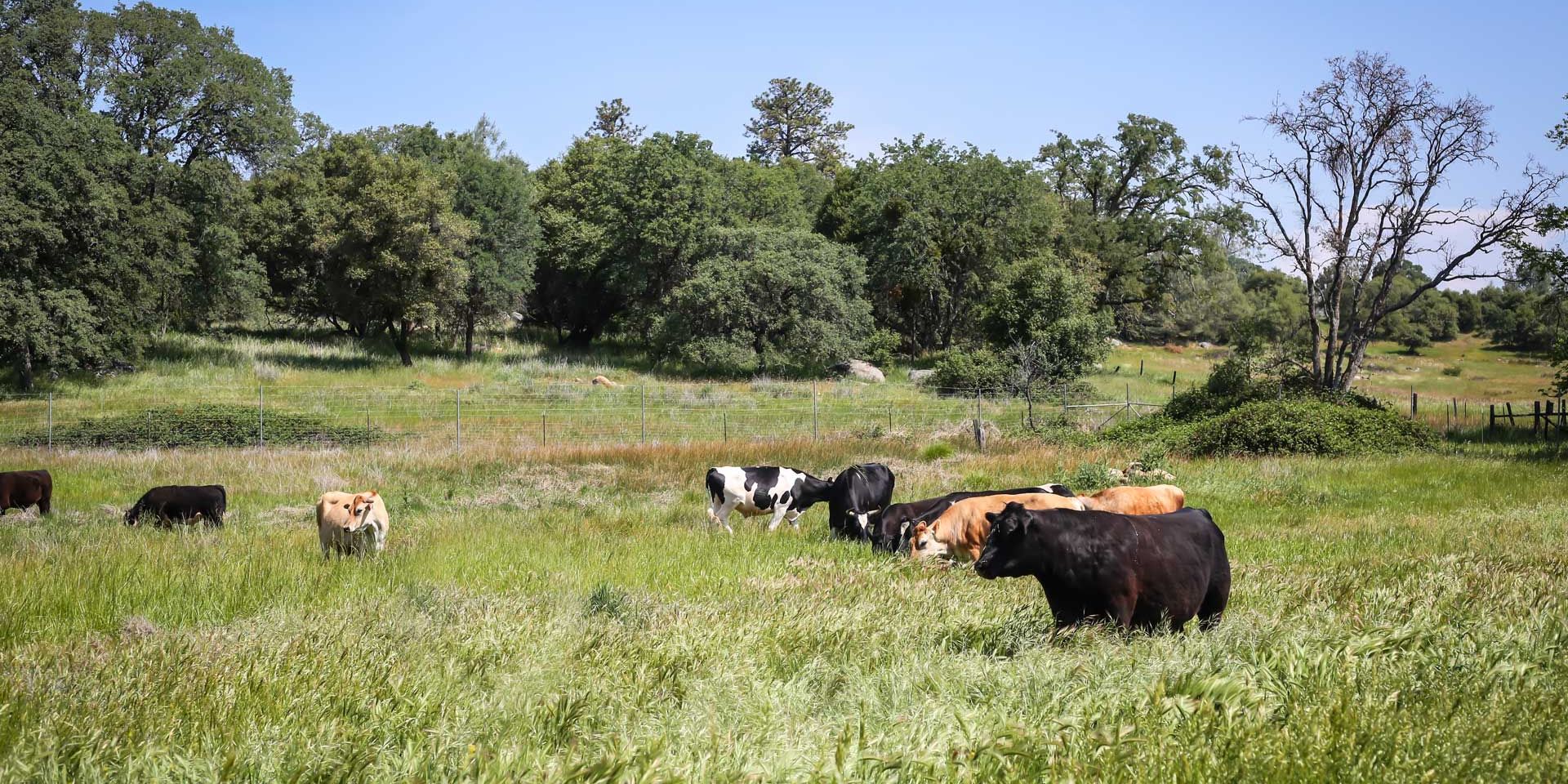 Volunteering in the USA: Several cows are grazing on a meadow in California