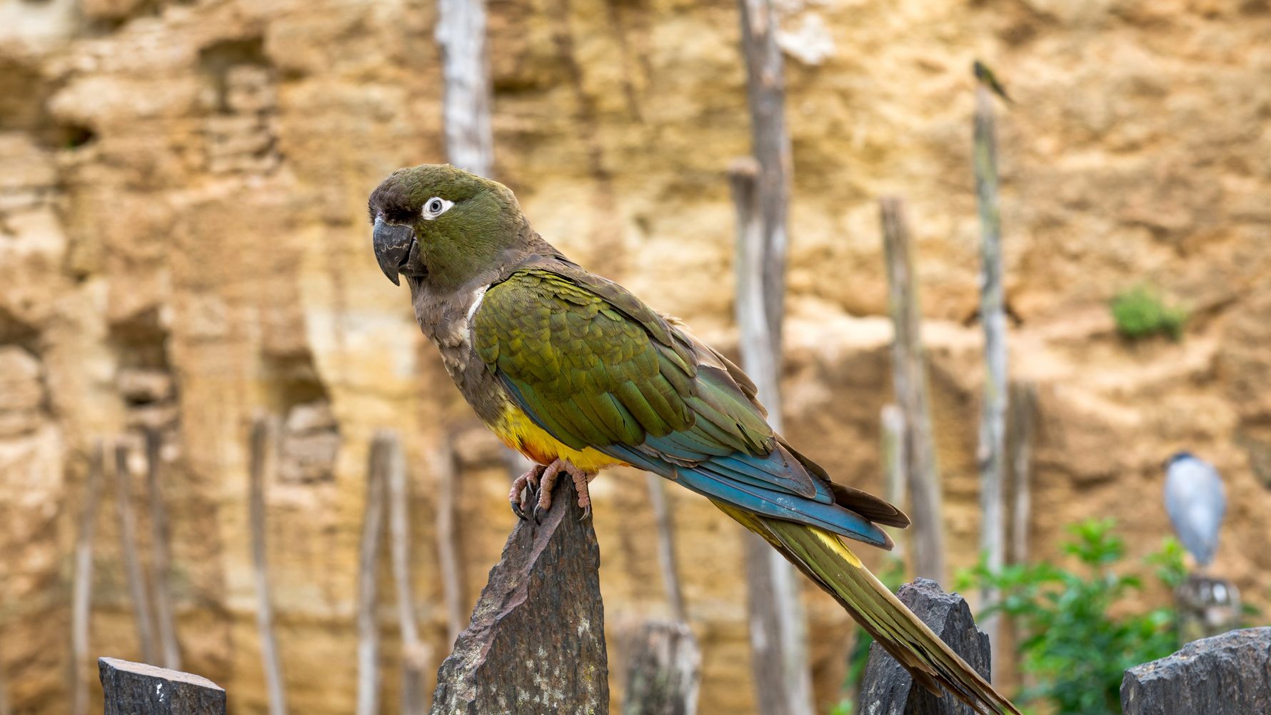 blog-wissen-kakapos-die-tugend-der-langsamkeit-vogel-natucate