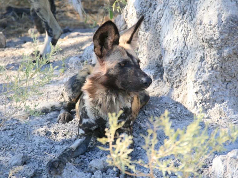blog-naturwissen-verhalten-wildhunde-hund-natucate